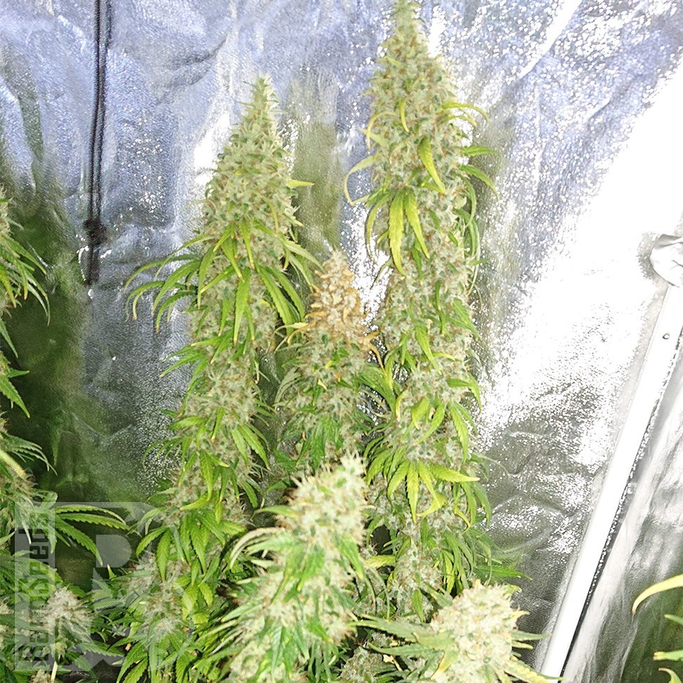 Семена конопли  Lennon feminised Ganja Seeds