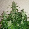 Auto Nefertiti feminised Ganja Seeds