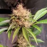 Семена каннабиса Sour Diesel feminised Ganja Seeds Семена каннабиса Sour Diesel feminised Ganja Seeds