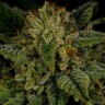 Семена каннабиса Sour Diesel feminised Ganja Seeds Семена каннабиса Sour Diesel feminised Ganja Seeds