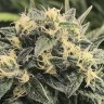 Семена каннабиса Sour Diesel feminised Ganja Seeds Семена каннабиса Sour Diesel feminised Ganja Seeds