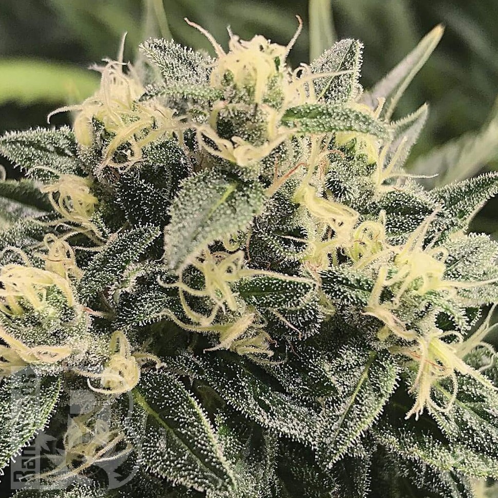 Семена каннабиса Sour Diesel feminised Ganja Seeds Семена каннабиса Sour Diesel feminised Ganja Seeds
