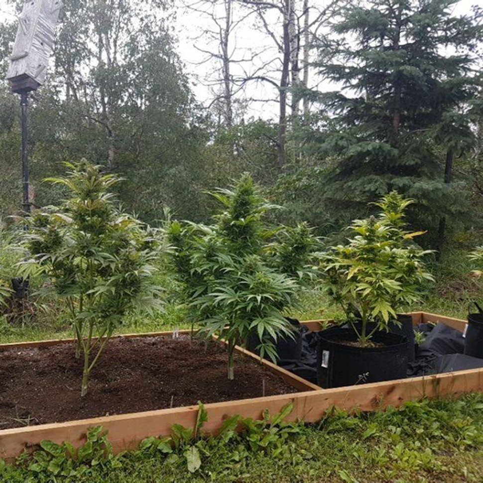 Семена  Original Afghani #1 regular Ganja Seeds