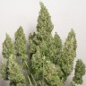 Auto Issyk feminised Bang Seeds