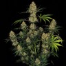 купить семена конопли в интернете Ungurtas feminised купить семена конопли в интернете Ungurtas feminised