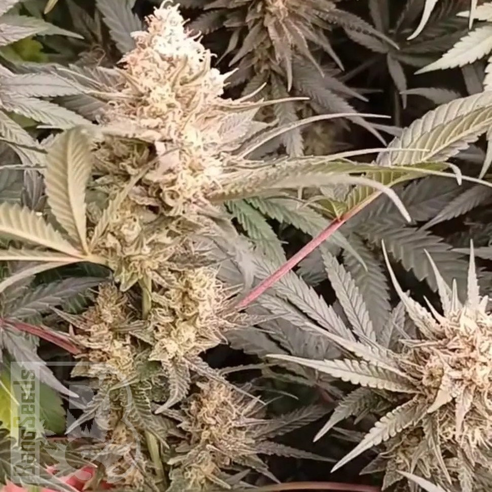 Jock Horror feminised Ganja Seeds