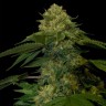 масло семян конопли Holy Grail feminised Ganja Seeds