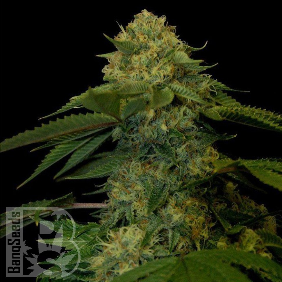 Семена марихуаны  Holy Grail feminised Ganja Seeds