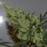 Семена ганжа  Super Critical Kali Haze feminised Ganja Seeds