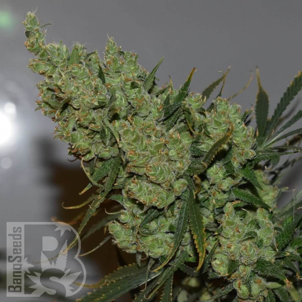 Семена ганжа  Super Critical Kali Haze feminised Ganja Seeds