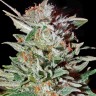 Семена ганжа  Super Critical Kali Haze feminised Ganja Seeds