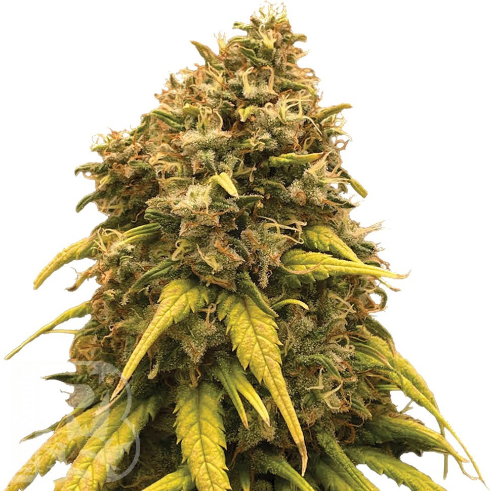 Семена ганжа  Super Critical Kali Haze feminised Ganja Seeds