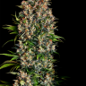Семена конопли  Big Devil feminised Ganja Seeds