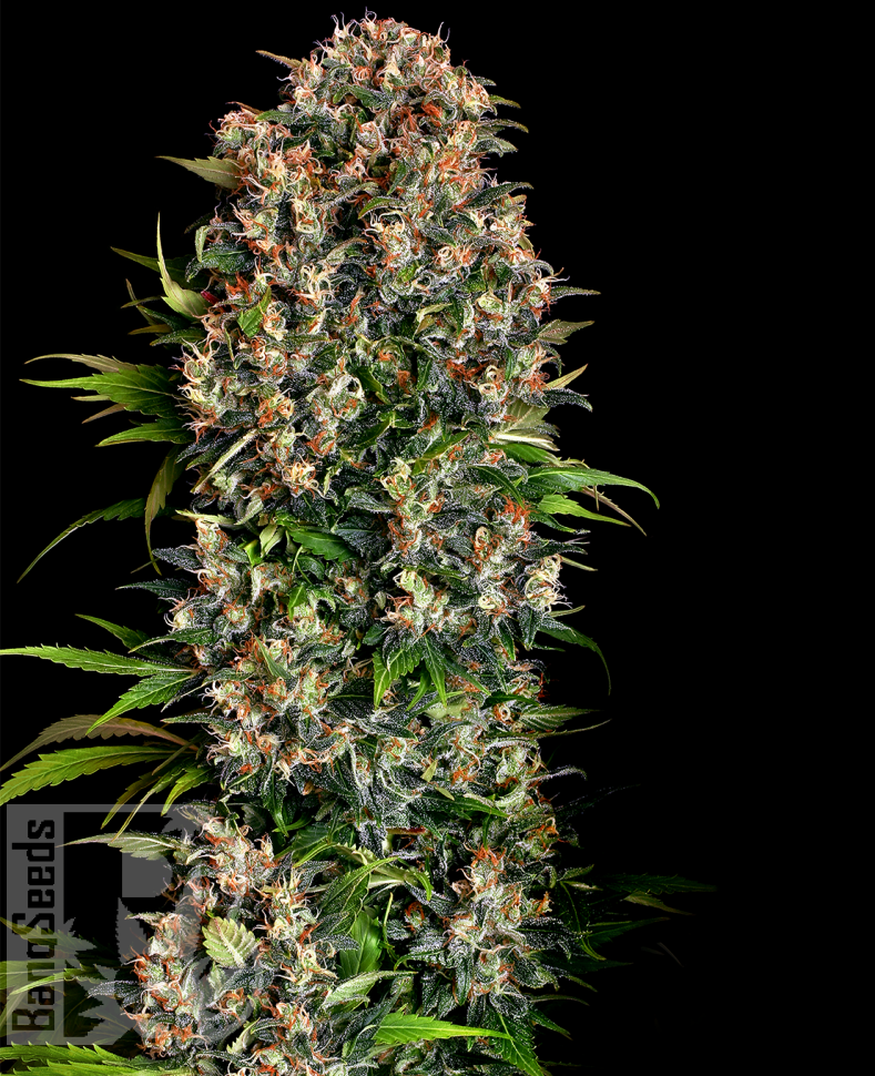 Семена конопли  Big Devil feminised Ganja Seeds