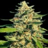 Семена марихуаны  Cream Caramel feminised Fast Version Ganja Seeds