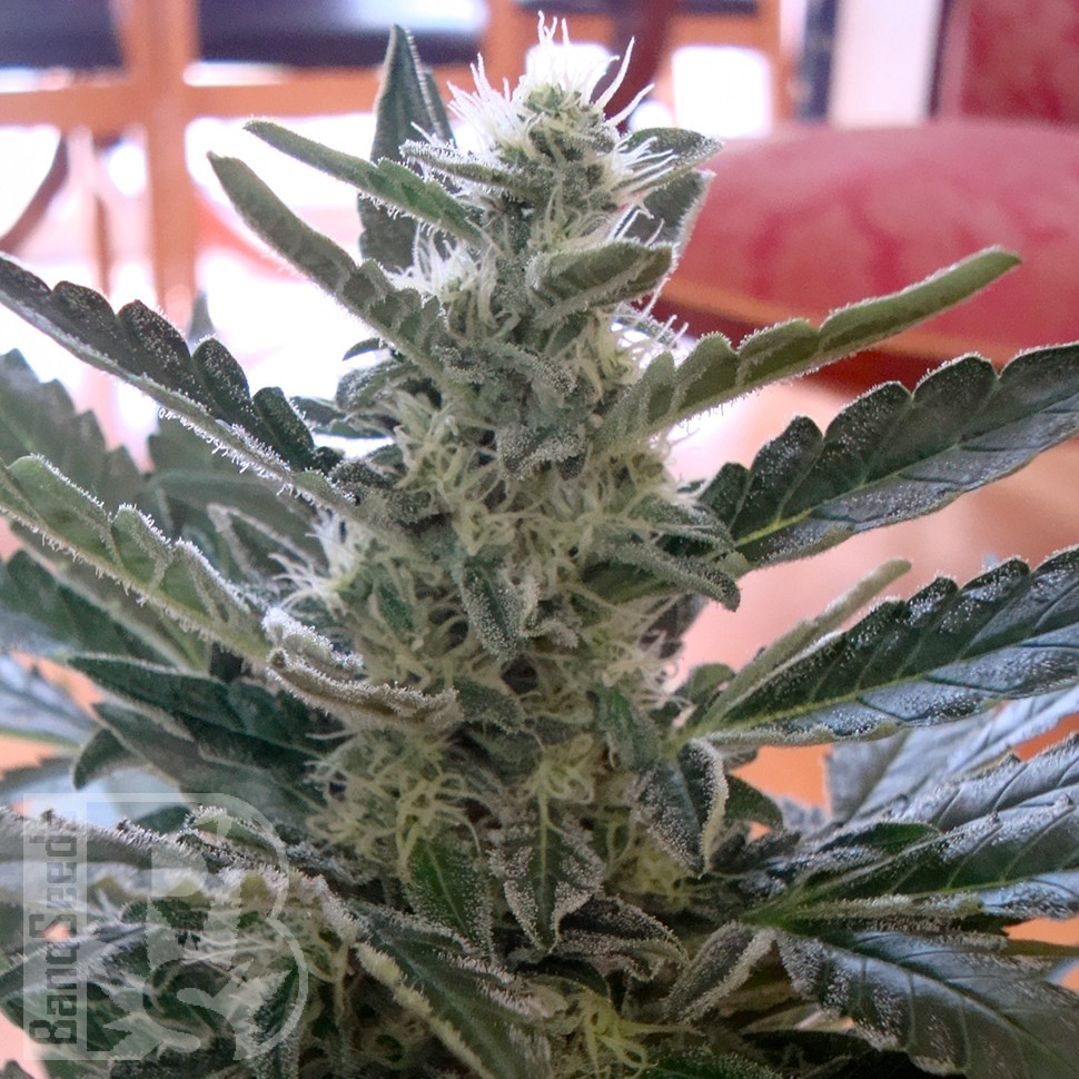 Семена марихуаны  Auto Moby Dick feminised Ganja Seeds