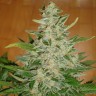 Auto Moby Dick feminised Ganja Seeds заказать