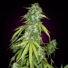 Семена марихуаны  Auto Moby Dick feminised Ganja Seeds
