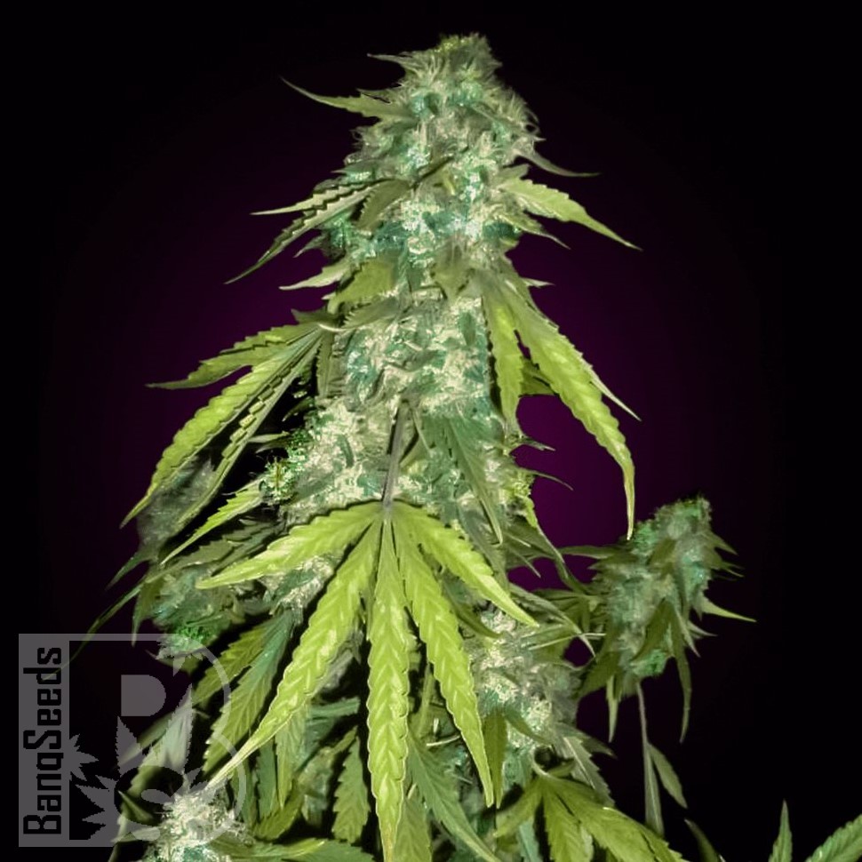 Семена марихуаны  Auto Moby Dick feminised Ganja Seeds