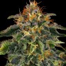 Семена марихуаны  Auto Moby Dick feminised Ganja Seeds