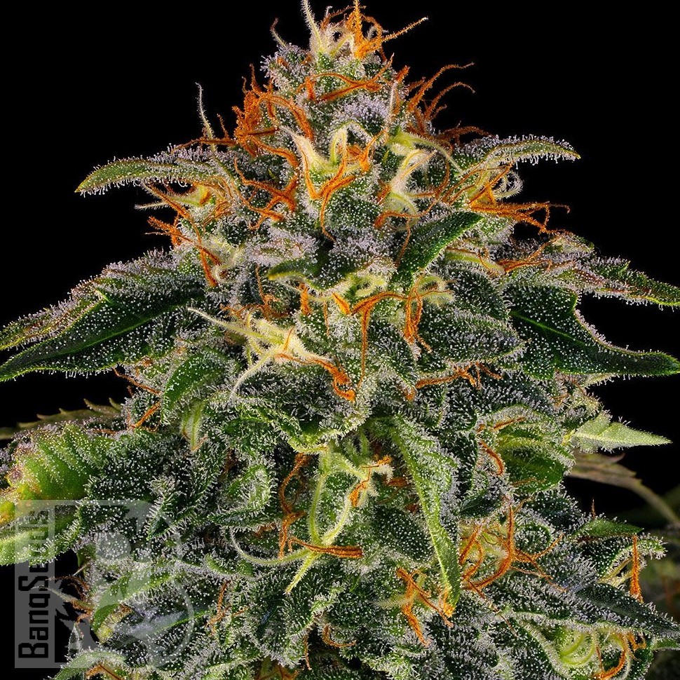 Семена марихуаны  Auto Moby Dick feminised Ganja Seeds