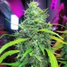 Семена марихуаны  Auto Moby Dick feminised Ganja Seeds