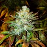 Семена марихуаны  Auto Moby Dick feminised Ganja Seeds