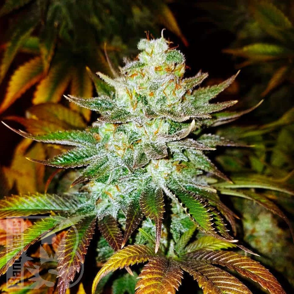 Семена марихуаны  Auto Moby Dick feminised Ganja Seeds