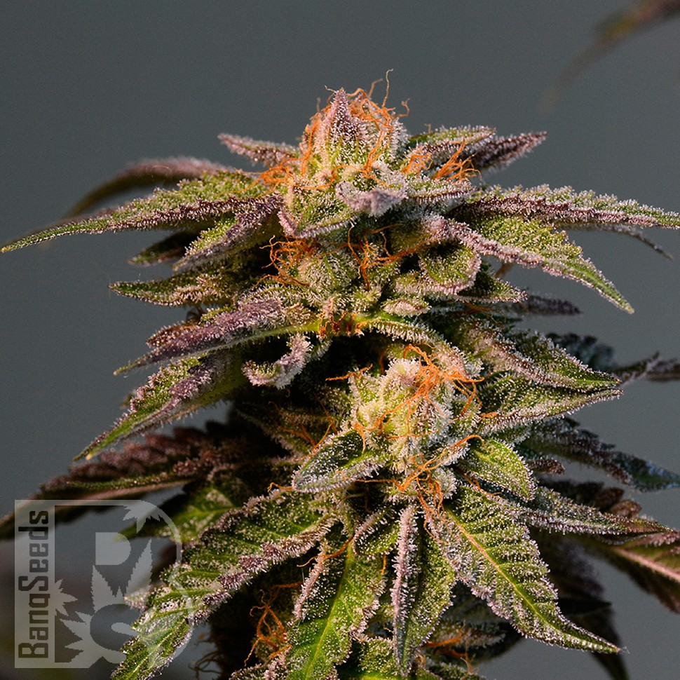 L.A. Confidential feminised Ganja Seeds