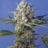Crystal Candy feminised Ganja Seeds Fast Version