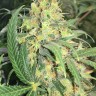 купить урожайные семена конопли Super Skunk feminised