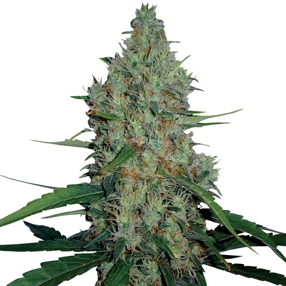 заказать семена конопли наложенным платежом G-13 feminised заказать семена конопли наложенным платежом G-13 feminised