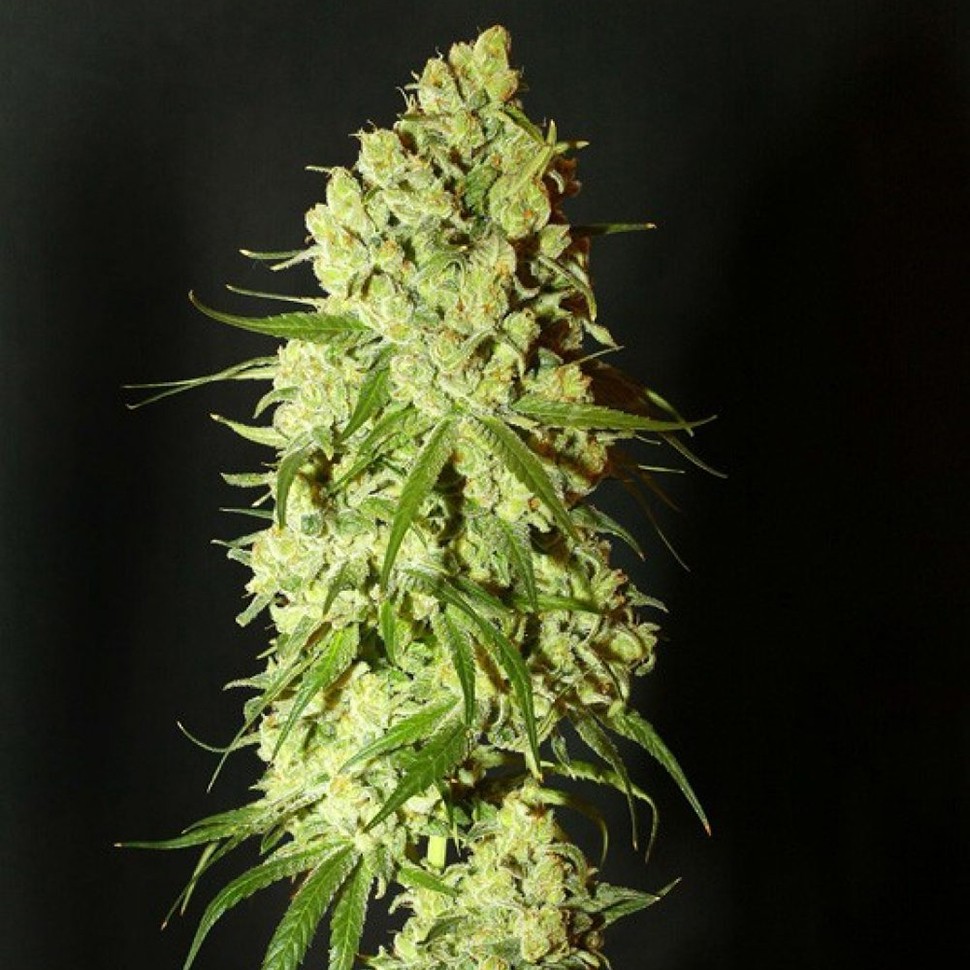заказать хорошие семена конопли G-13 feminised заказать хорошие семена конопли G-13 feminised