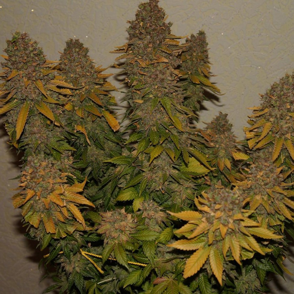 Семена G13 feminised Ganja Seeds