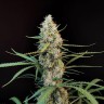Семена конопли  White Diesel Haze feminised Ganja Seeds