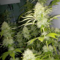 Auto Kaindy feminised Bang Seeds