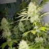 Auto Kaindy feminised Bang Seeds