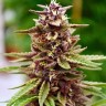 Семена  Lavender feminised Ganja Seeds