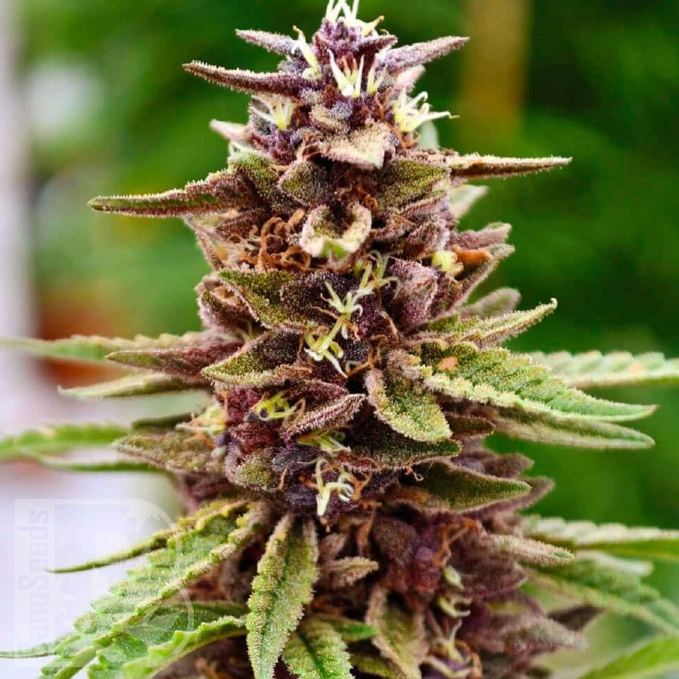 Семена  Lavender feminised Ganja Seeds