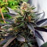 Семена  Lavender feminised Ganja Seeds