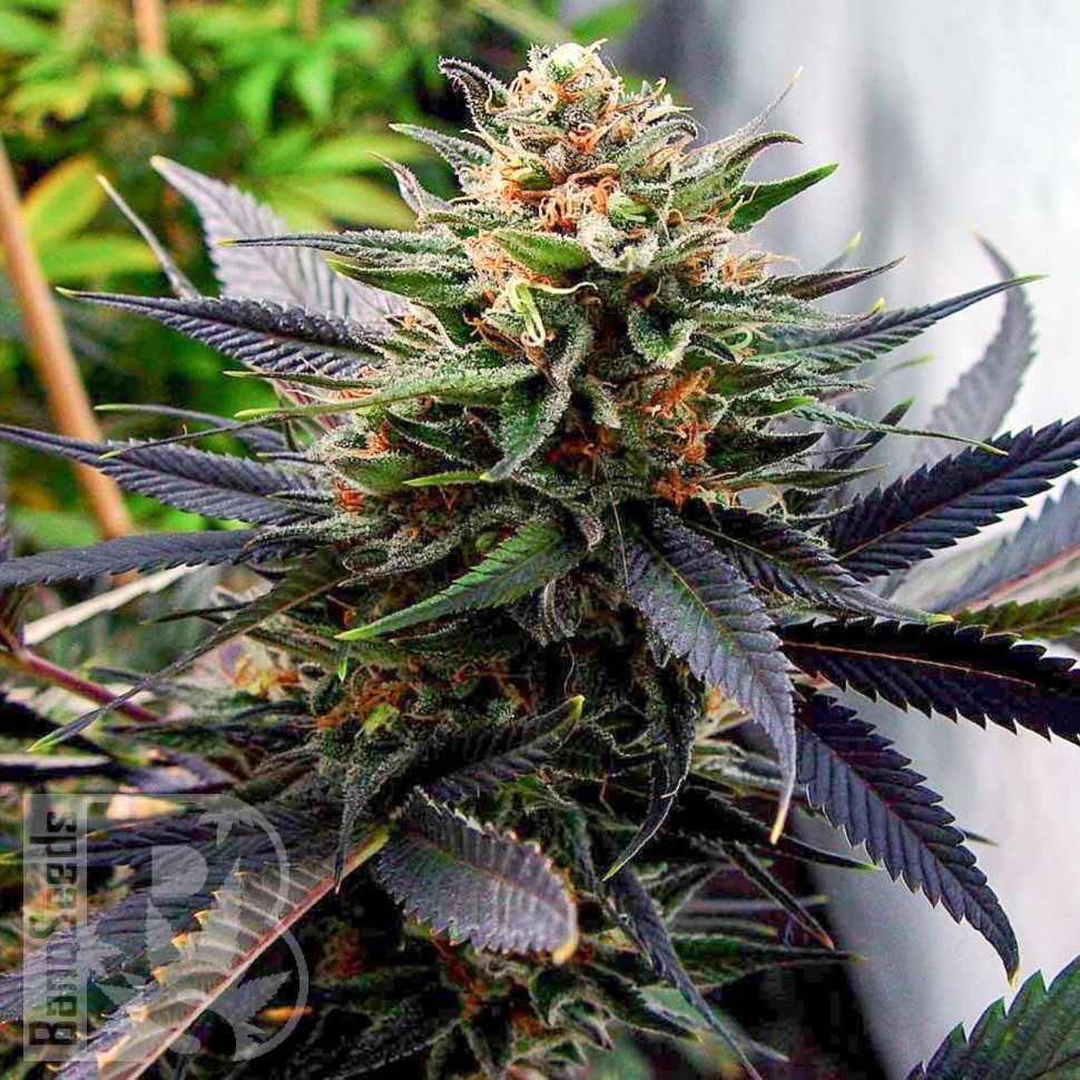 Семена  Lavender feminised Ganja Seeds