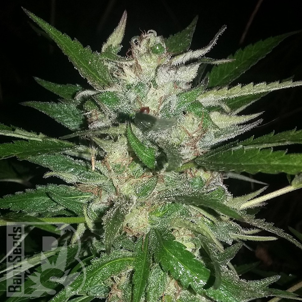 Семена конопли Auto Moscow feminised Ganja Seeds