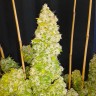 Семена конопли Auto Moscow feminised Ganja Seeds Семена конопли Auto Moscow feminised Ganja Seeds