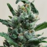 Семена конопли Auto Moscow feminised Ganja Seeds Семена конопли Auto Moscow feminised Ganja Seeds