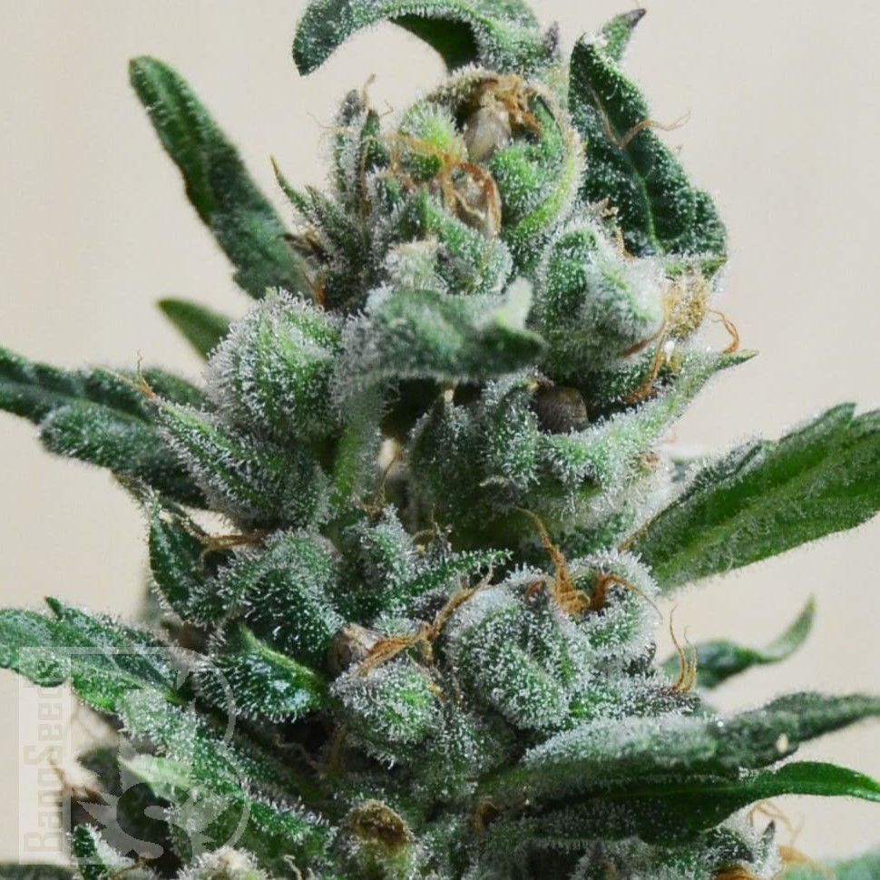 Семена конопли Auto Moscow feminised Ganja Seeds Семена конопли Auto Moscow feminised Ganja Seeds