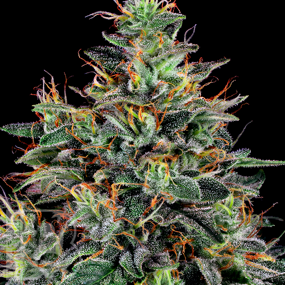 Семена каннабиса  Master Kush feminised Ganja Seeds
