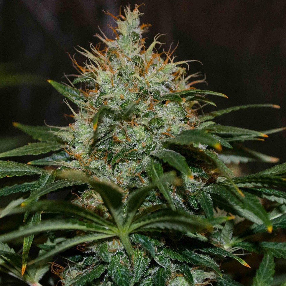 Семена конопли  Nibiru regular Ganja Seeds