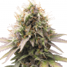 Семена ганжа  Auto Sweet Cheese feminised Ganja Seeds