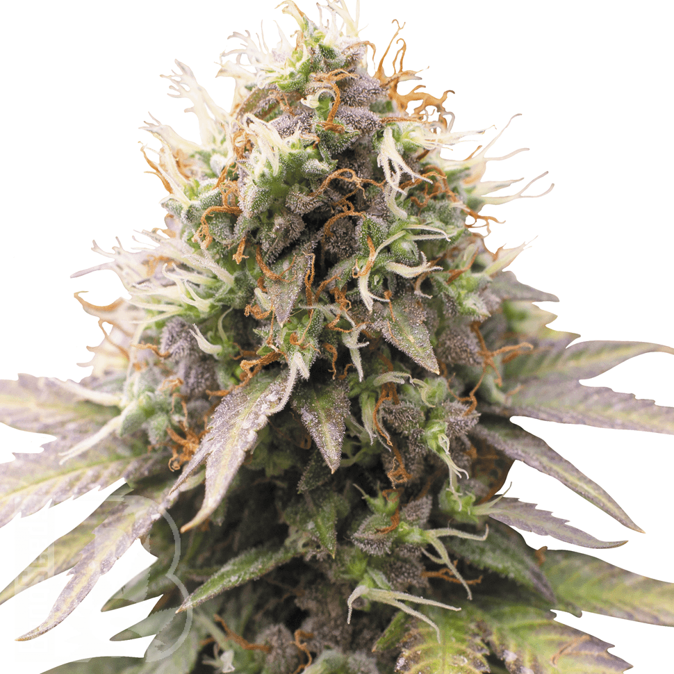 Семена ганжа  Auto Sweet Cheese feminised Ganja Seeds