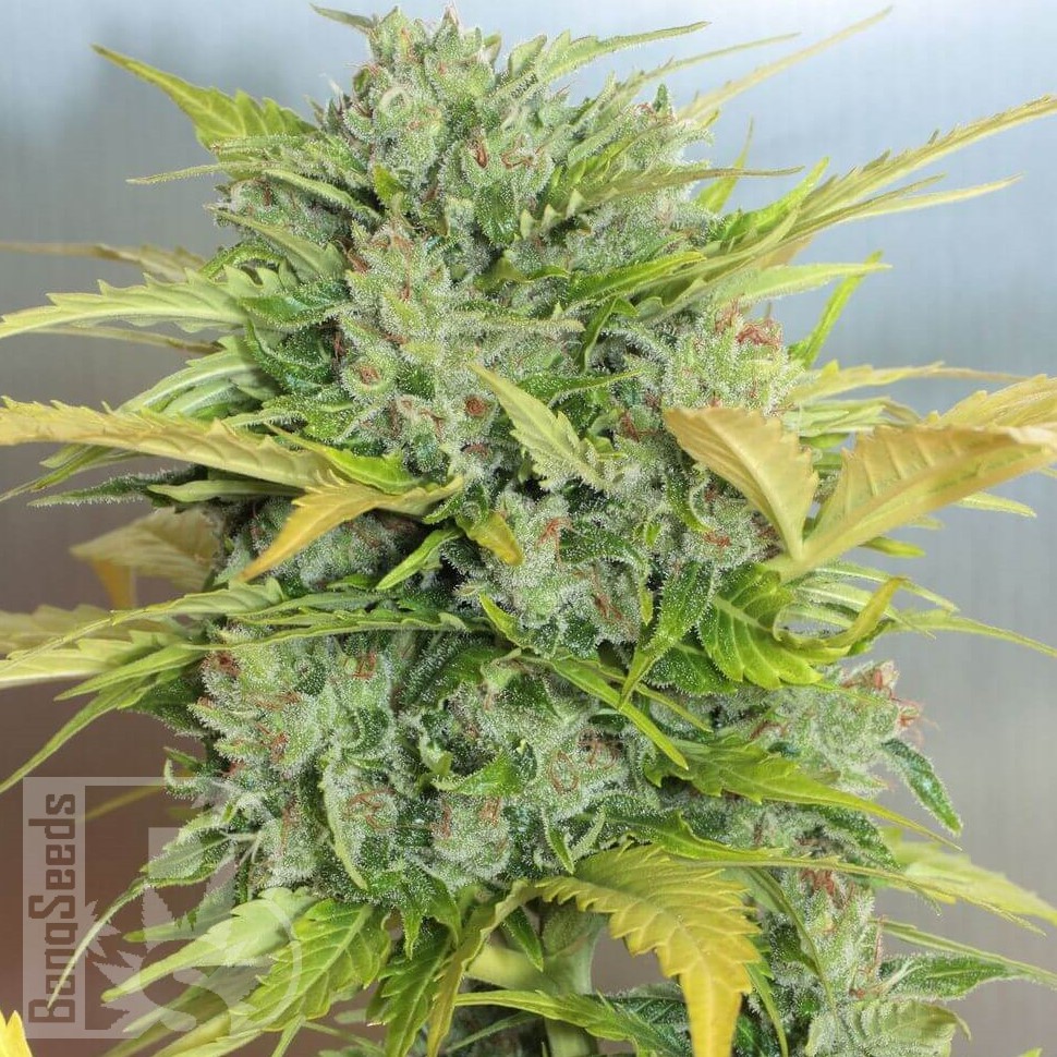Семена ганжа  Auto Sweet Cheese feminised Ganja Seeds